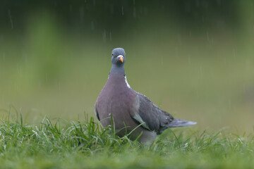 Wood pigeon Columba palumbus in close view perched oder on ground