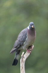 Wood pigeon Columba palumbus in close view perched oder on ground