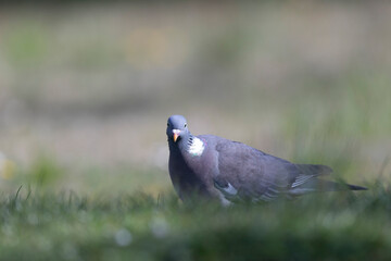 Wood pigeon Columba palumbus in close view perched oder on ground