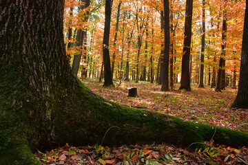 Obraz premium The root of the tree behind which you can see the autumn forest with yellow and red leaves.