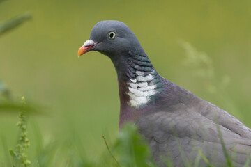 Wood pigeon Columba palumbus in close view perched oder on ground