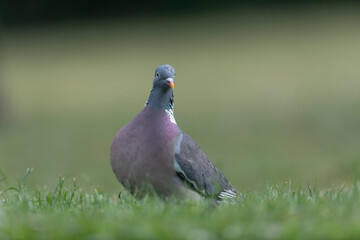 Wood pigeon Columba palumbus in close view perched oder on ground