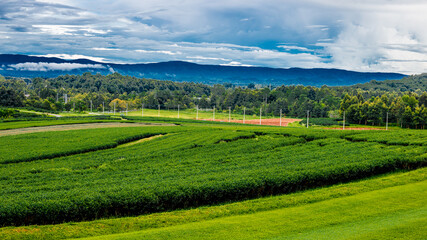 Fototapeta na wymiar Panoramic natural background of tea plantations,green leaves and the leaves can be extracted as products for later sale,large plantations can be seen in northern Thailand such as Chiang Mai,Chiagrai