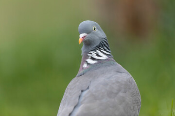Wood pigeon Columba palumbus in close view perched oder on ground