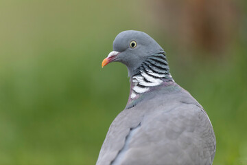 Wood pigeon Columba palumbus in close view perched oder on ground
