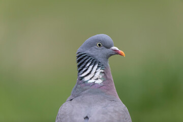 Wood pigeon Columba palumbus in close view perched oder on ground