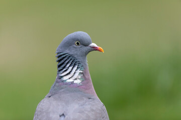 Wood pigeon Columba palumbus in close view perched oder on ground