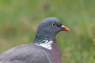 Wood pigeon Columba palumbus in close view perched oder on ground