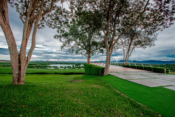 Panoramic natural background of tea plantations,green leaves and the leaves can be extracted as products for later sale,large plantations can be seen in northern Thailand such as Chiang Mai,Chiagrai