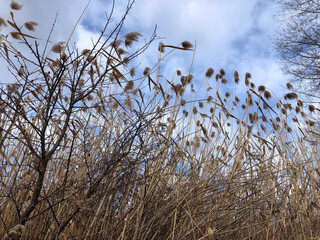 Wild grasses growing 