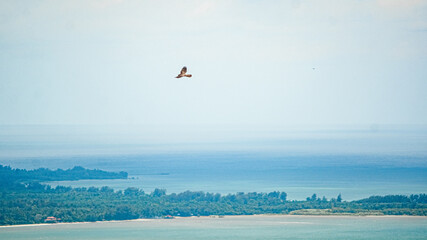 Fototapeta na wymiar birds flying over the lake