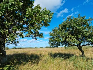 apple tree in spring