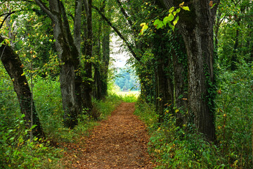Lindenallee in den fürstlichen Anlagen Inzigkofen bei Sigmaringen; Naturpark Obere Donau; Baden Württemberg, Deutschland