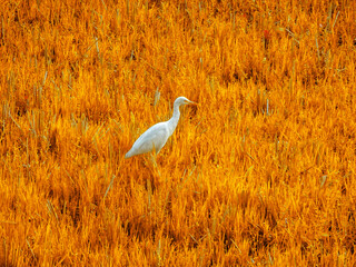 Obraz na płótnie Canvas The Great Egret with yellow beak in agriculture field searching for food.