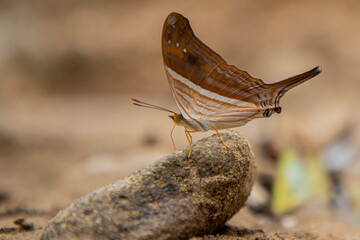 Mariposa diurna de perfil sobre piedra 
