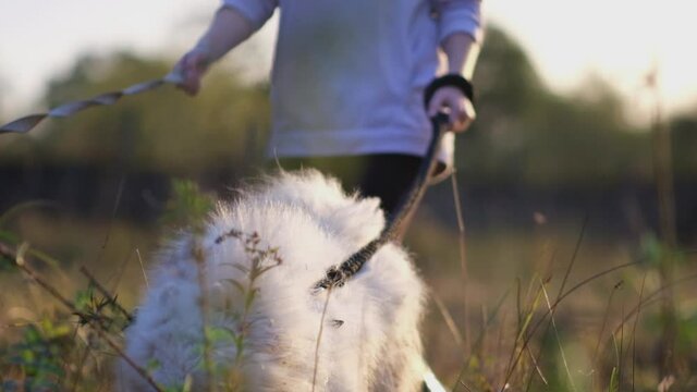 one young girl in a jacket and a cap on her head walks with three dogs in the field, two of the dogs are kept on leashes. time before sunset, the sky is flooded with orange sunlight, slow motion