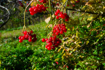 Obraz premium Closeup of bunches of red berries of a Guelder rose or Viburnum opulus shrub on a sunny day