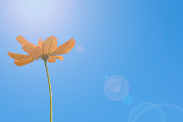 fresh orange cosmos flower tree blooming bottom view with copy space. Isolated on blue sky background in summer day.