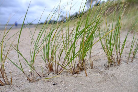 Strandgras รูปภาพStrandgras – เลือกดูภาพถ่ายสต็อก เวกเตอร์ และวิดีโอ1,119 | Adobe ...