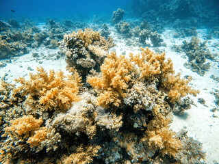 Closeup shot of the beautiful coral reef deep under the ocean