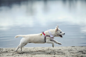 Pies bawi się nad jeziorem