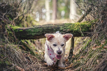 Pies bawi się w lesie