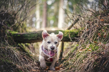 Pies bawi się w lesie - obrazy, fototapety, plakaty