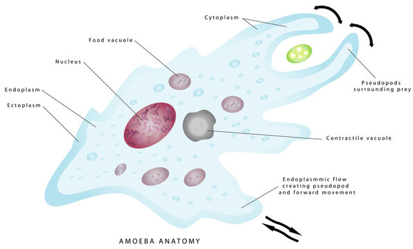 Anatomy of an amoeba. Amoeba, cell anatomy of a unicellular organism, labeling the cell structures with nucleus, endoplasm, ectoplasm, membrane, contractile vacuole, food and water vacuoles.