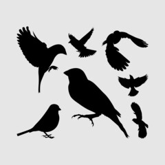 Obraz na płótnie Canvas sparrow bird eagle albatros silhouette set logo icon vector design inspiration