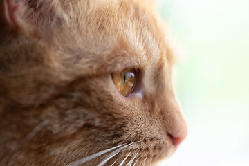The cat in close-up. The head, eyes and nose of a cat looking into the distance. Resting kitten.