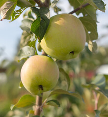 Apples on the tree in the garden.