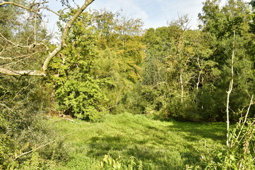 Fototapeta na wymiar L'étang des canards asséché et couvert de végétation dense au parc d'Enghien en Hainaut 