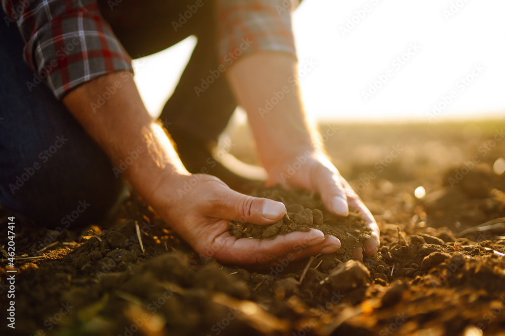 Wall mural Expert hand of farmer checking soil health before growth a seed of vegetable or plant seedling. Agriculture, gardening, business or ecology concept.