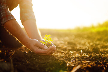Expert hand of farmer checking soil health before growth a seed of vegetable or plant seedling....