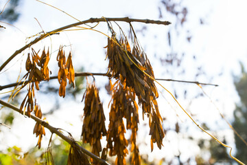 grass in the wind