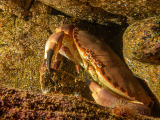 A closeup picture of a Cancer pagurus, also known as edible crab or brown crab. Picture from the Weather Islands, Sweden
