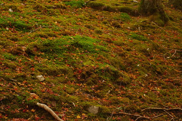 秋の地面