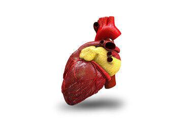 human heart on white background, 3D illustration
