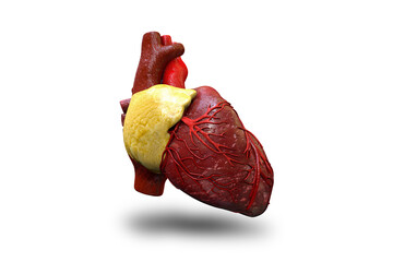 human heart on white background, 3D illustration
