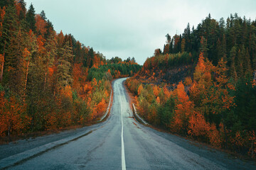 The road in the autumn forest