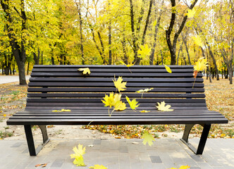 Bench and falling autumn leaves in the park on the background of nature