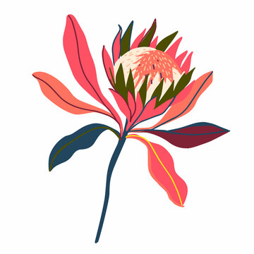 Botanical Isolated Design Illustration Of Protea Flowers Australian Flora