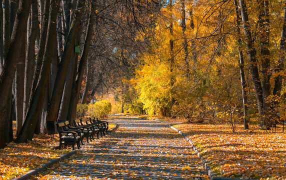Beautiful autumn landscape with yellow trees and sun. Colorful foliage in the park. Autumn natural background.