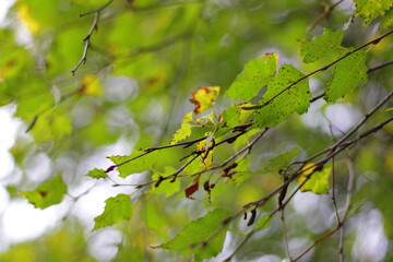 leaves on a birch branch in autumn