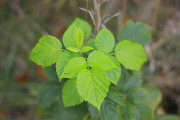Fototapeta na wymiar light green raspberry leaves in the foreground