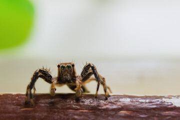 Spiders in the forest have different shapes
taken at close range (Macro)