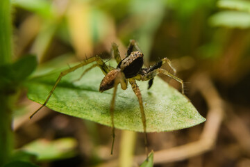 Spiders in the forest have different shapes
taken at close range (Macro)