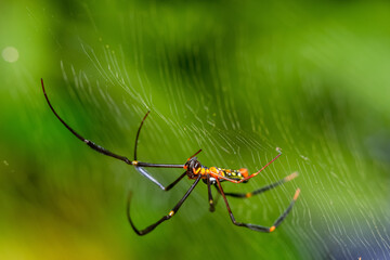 Spiders in the forest have different shapes
taken at close range (Macro)