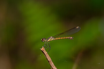 the dragonfly in the forest is taken at close range