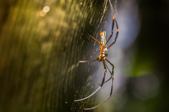 Spiders in the forest have different shapes
taken at close range (Macro)